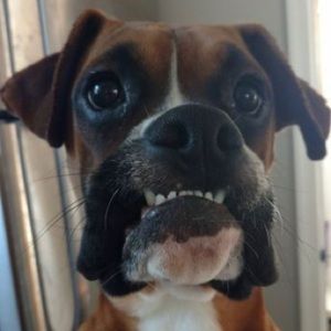 Meet your Posher, Shyanne